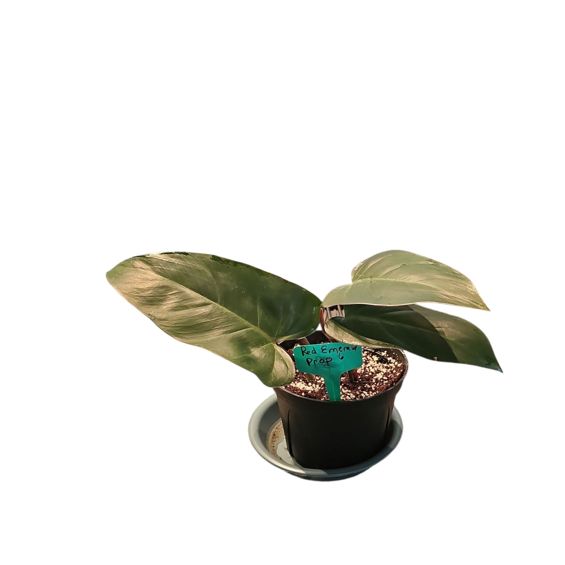 Photo of the plant species Red Emerald Philodendron by @Plantlovingdiva named Red Emerald Prop 6 on Greg, the plant care app