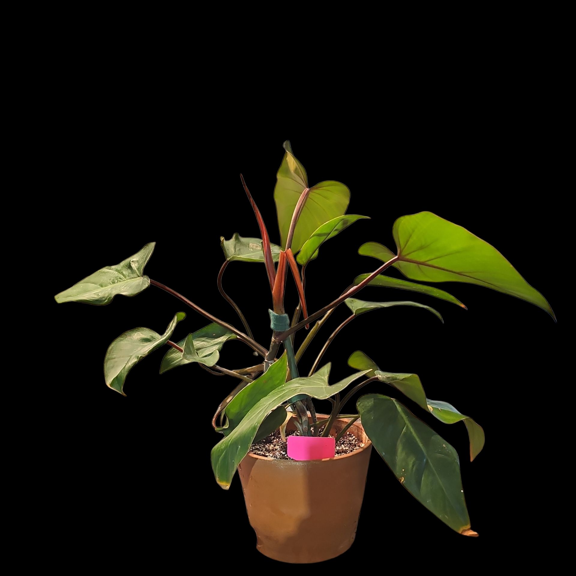 Photo of the plant species Red Emerald Philodendron by @Plantlovingdiva named Jr Red Emerald on Greg, the plant care app