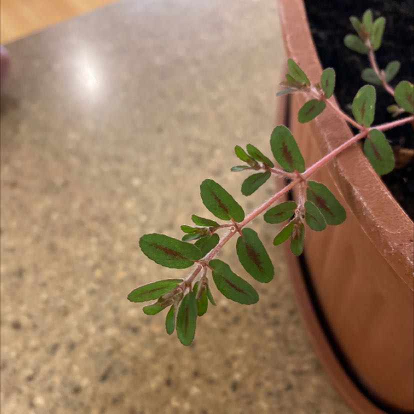 Milk Purslane plant with green leaves and pinkish stem in a pot.