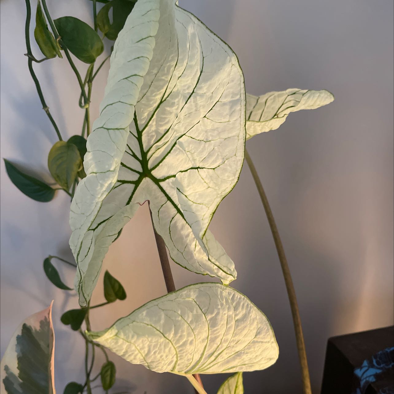 Photo of the plant species Angel Wings 'Candidum Junior' by @EnchantressRose named Your plant on Greg, the plant care app
