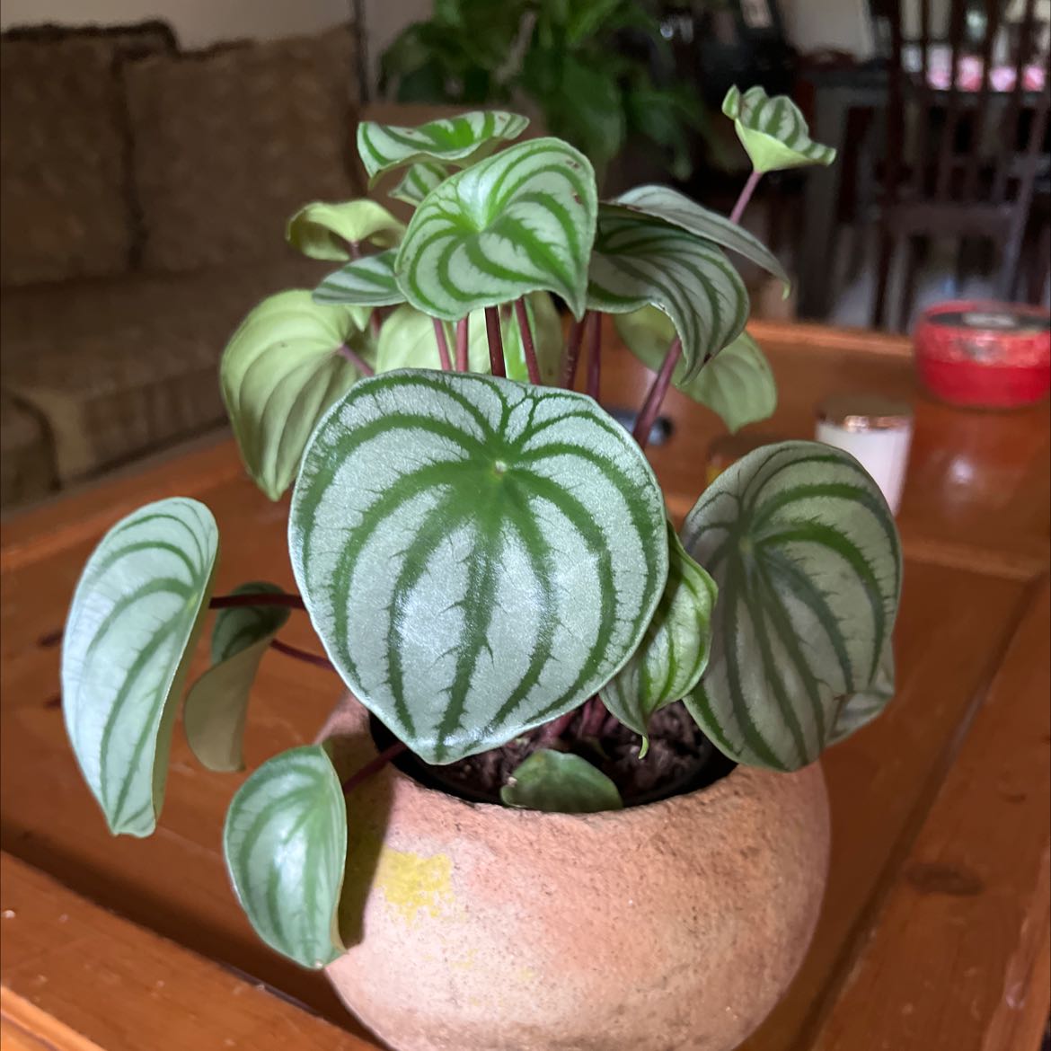 Photo of the plant species Watermelon Peperomia by @jln556 named Watermelon Peperomia on Greg, the plant care app