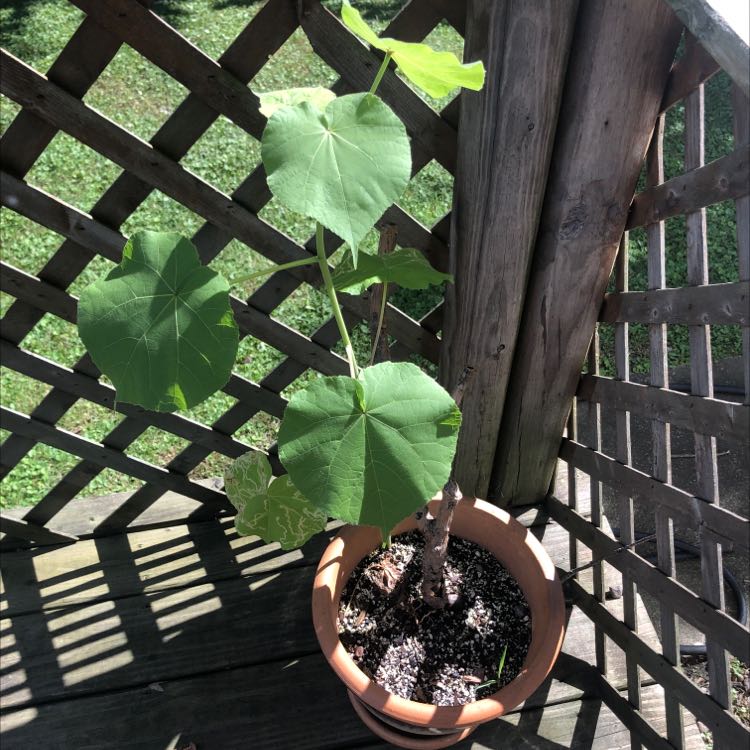 Potted Velvetleaf plant with large, heart-shaped leaves on a wooden deck with a lattice background.
