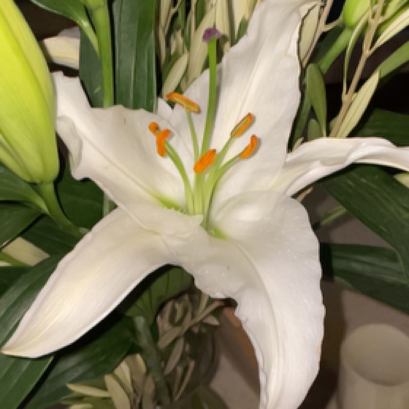 Personalized Madonna Lily Care Water Light Nutrients Greg App