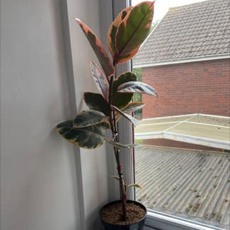 Rubber Plant plant in Ludlow, England