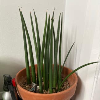 Cylindrical Snake Plant plant in Bangor, Wales
