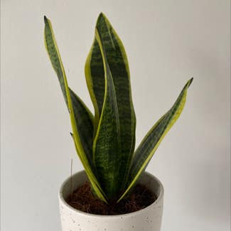 Snake Plant plant in Ludlow, England