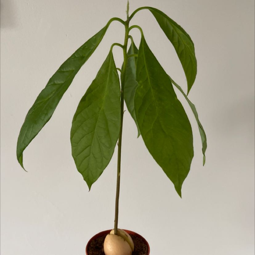 Photo of the plant species Wurtz Avocado by @Megg named Eva on Greg, the plant care app