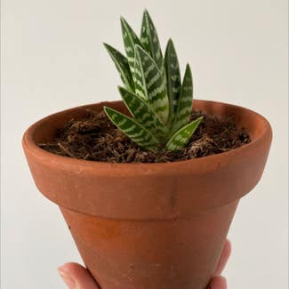 Aloe Vera plant in Ludlow, England