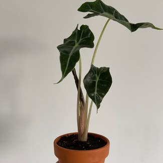 Alocasia Polly Plant plant in Bangor, Wales