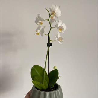 Moon Orchid plant in Bangor, Wales
