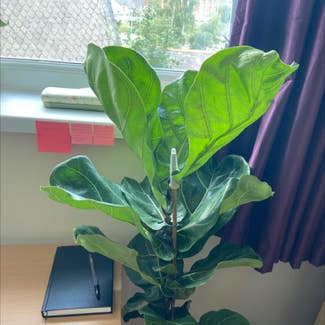 Fiddle Leaf Fig plant in Ludlow, England