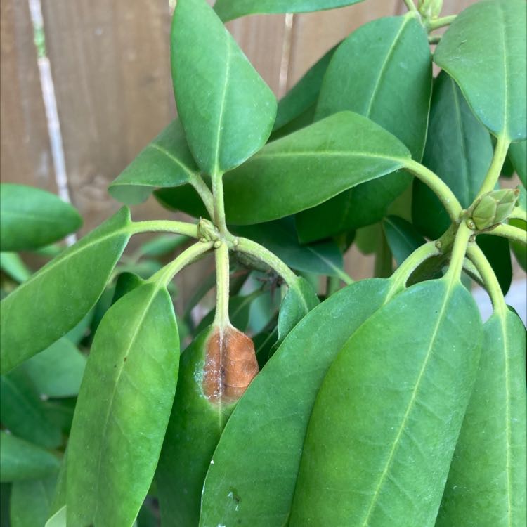 Alpenrose plant with green leaves and some browning at the tips, against a wooden fence.