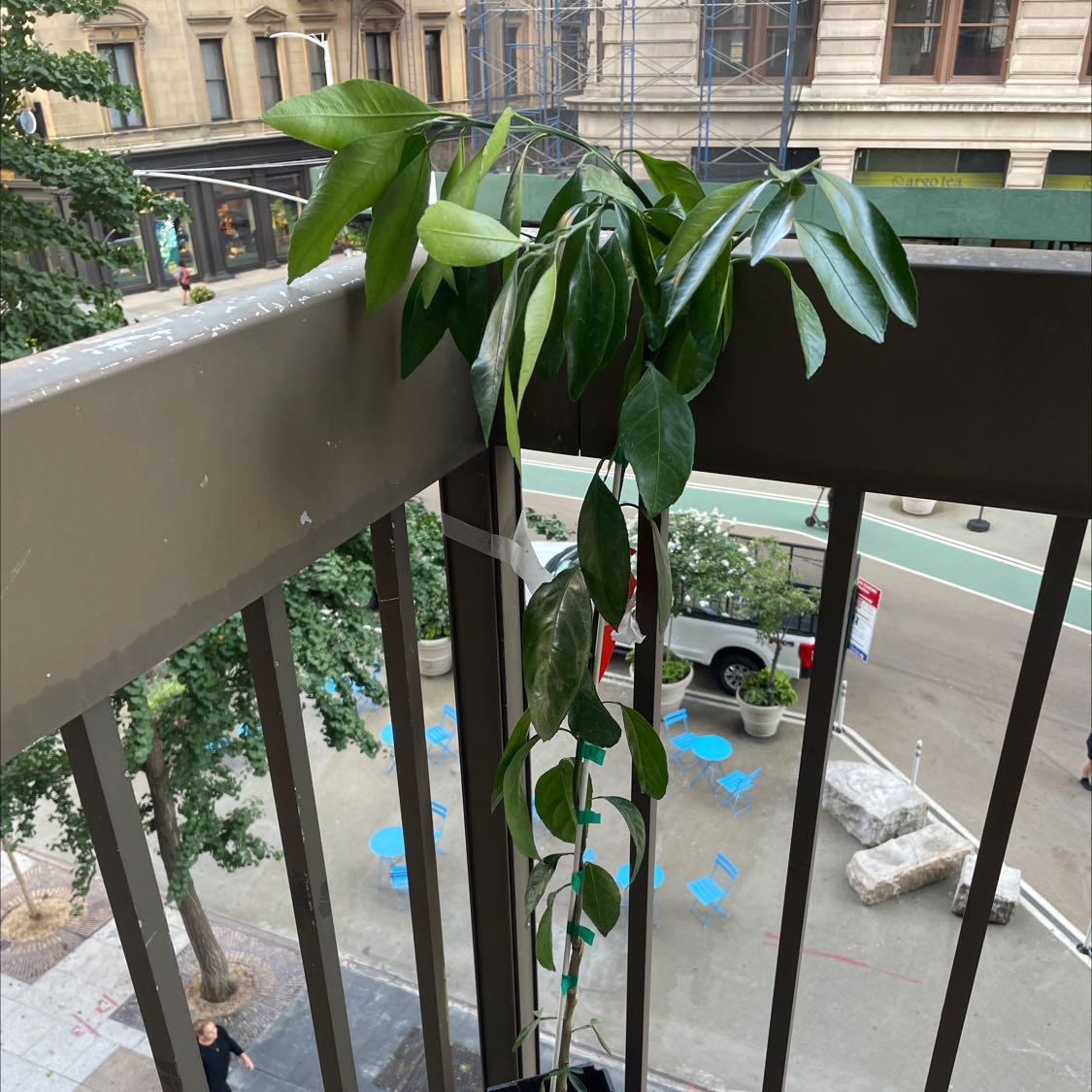 Photo of the plant species Miho Wase Hardy Mandarin Orange by @BraveMazeplant named Orange tree on Greg, the plant care app