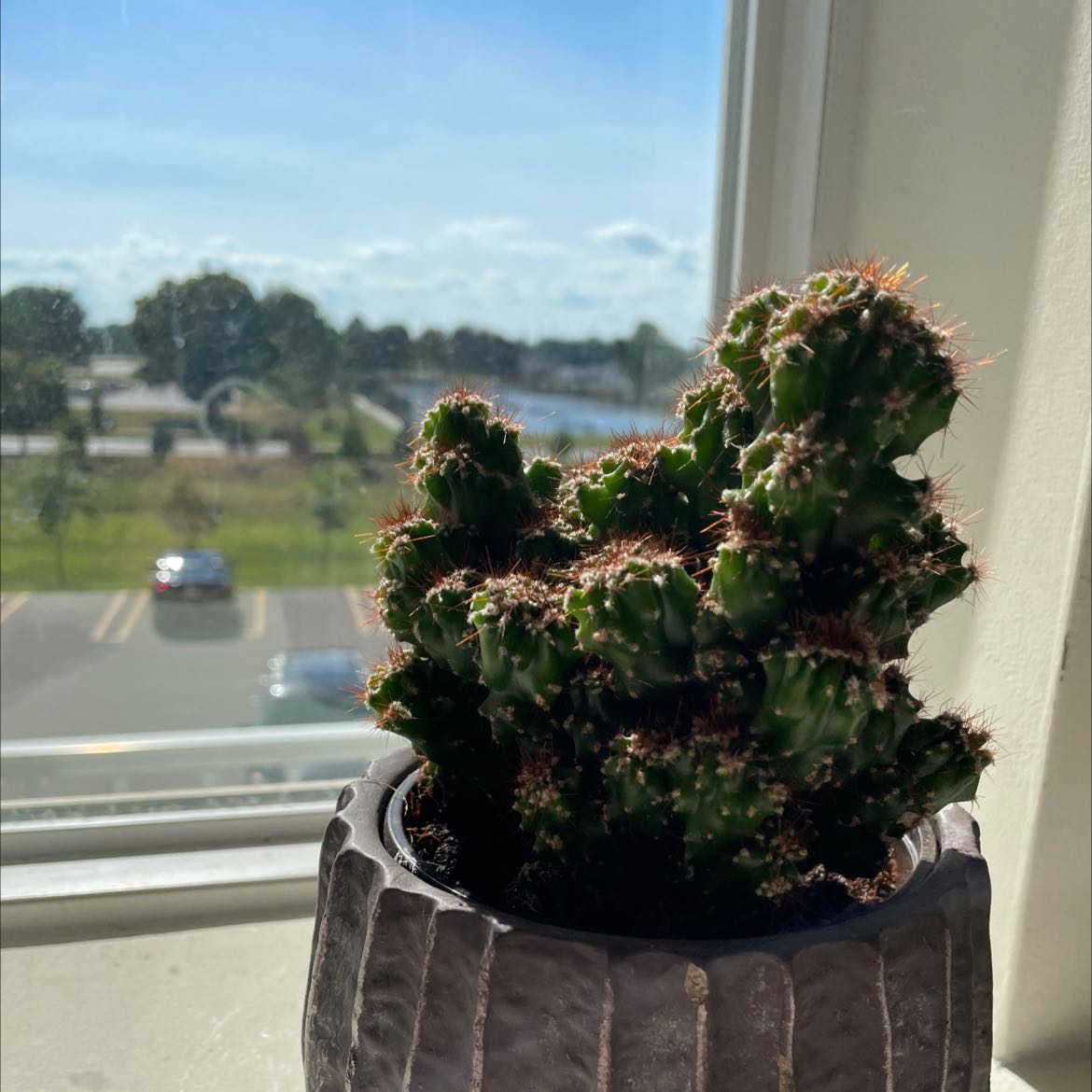 Photo of the plant species Cereus Cactus by @MagnificentNoni named Your plant on Greg, the plant care app