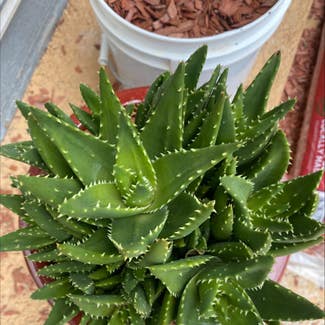 Short-Leaved Aloe plant in Colorado Springs, Colorado