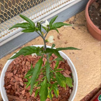 cayenne pepper plant in Colorado Springs, Colorado