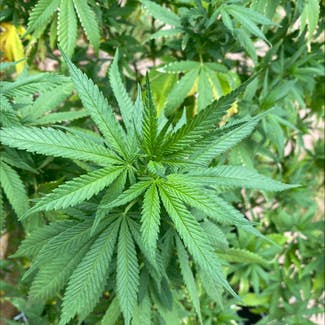 Marijuana plant in Colorado Springs, Colorado