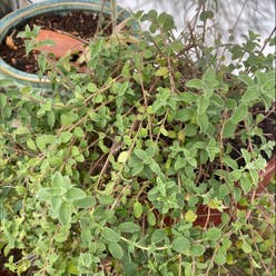 Marjoram plant