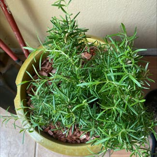 Rosemary plant in Colorado Springs, Colorado