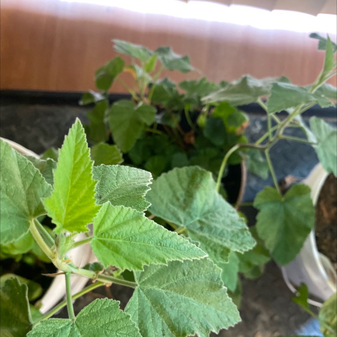 Photo of the plant species Marsh Mallow by @ZanyMarigold named Your plant on Greg, the plant care app