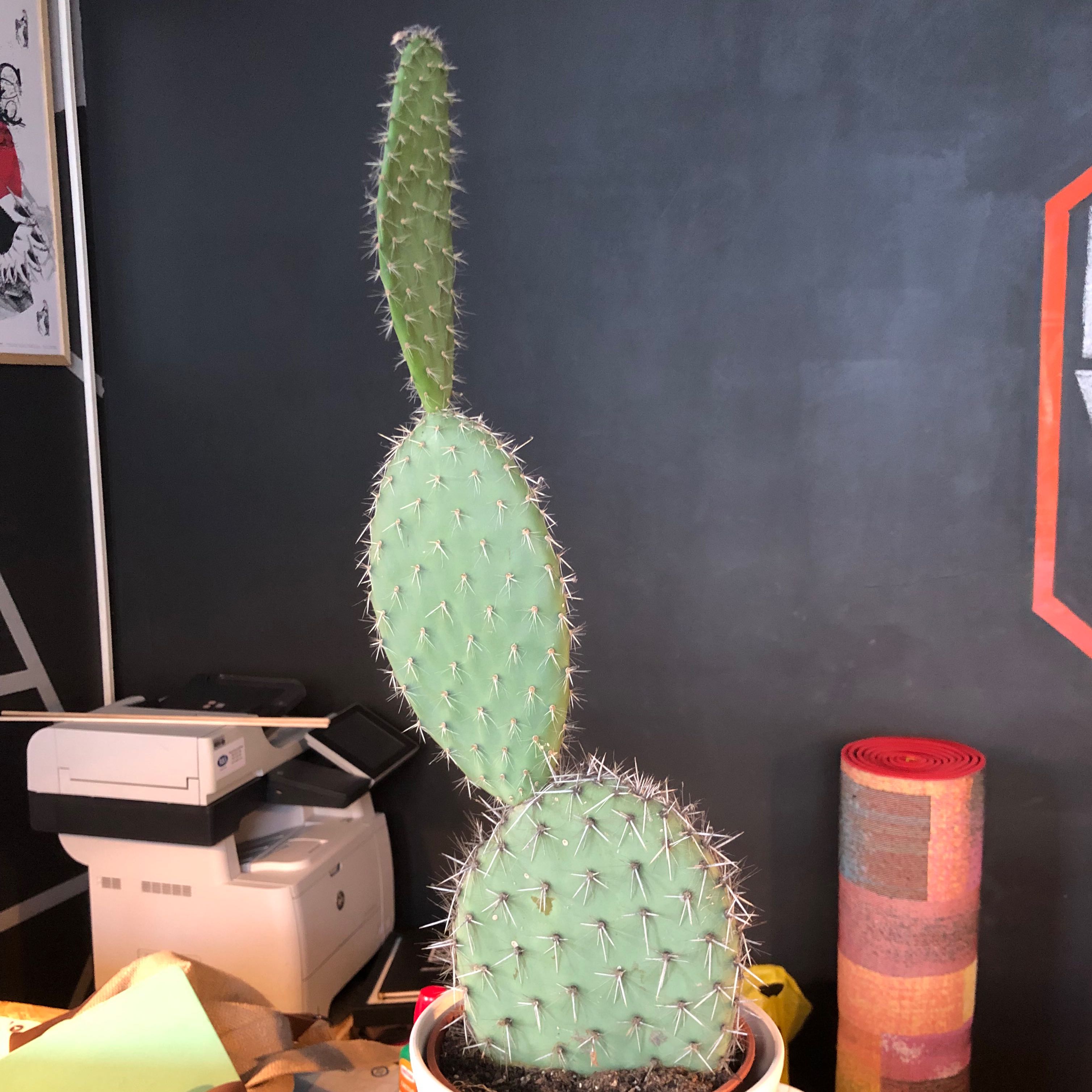 Arborescent Prickly Pear cactus with three pads in a pot, office background.