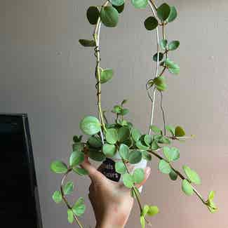 Peperomia 'Hope' plant in Worcester, Massachusetts