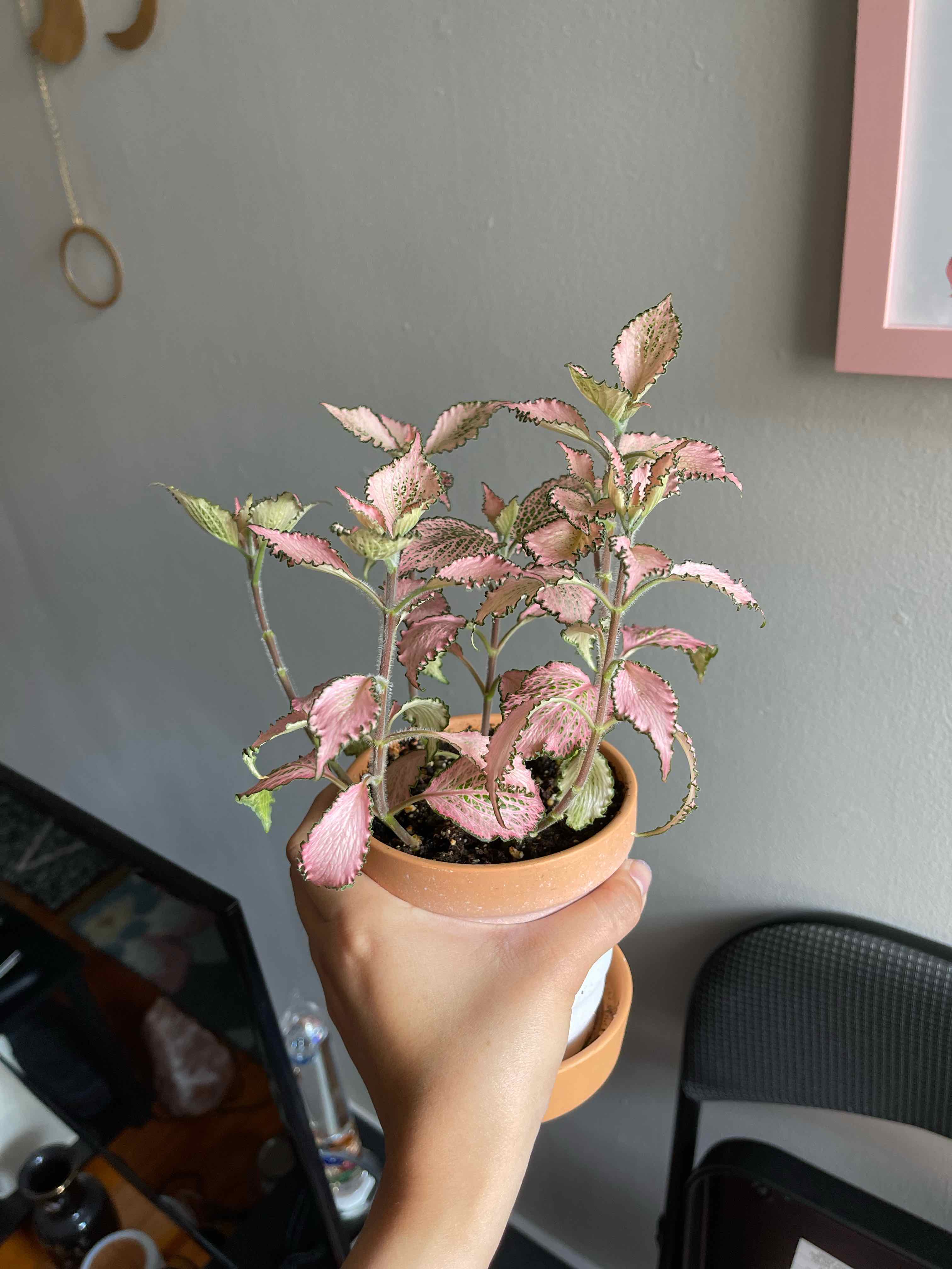 Photo of the plant species Pink Hybrid Nerve Plant by @ez_steez named Pinky Winky on Greg, the plant care app