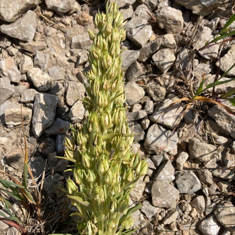 Photo of the plant species Elkweed by @TrustyPlain named Your plant on Greg, the plant care app