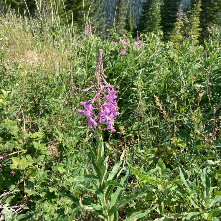 Photo of the plant species Flowering-willow by @TrustyPlain named Your plant on Greg, the plant care app