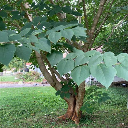 Photo of the plant species Broussonetia Papyrifera by Trustyplain named Your plant on Greg, the plant care app