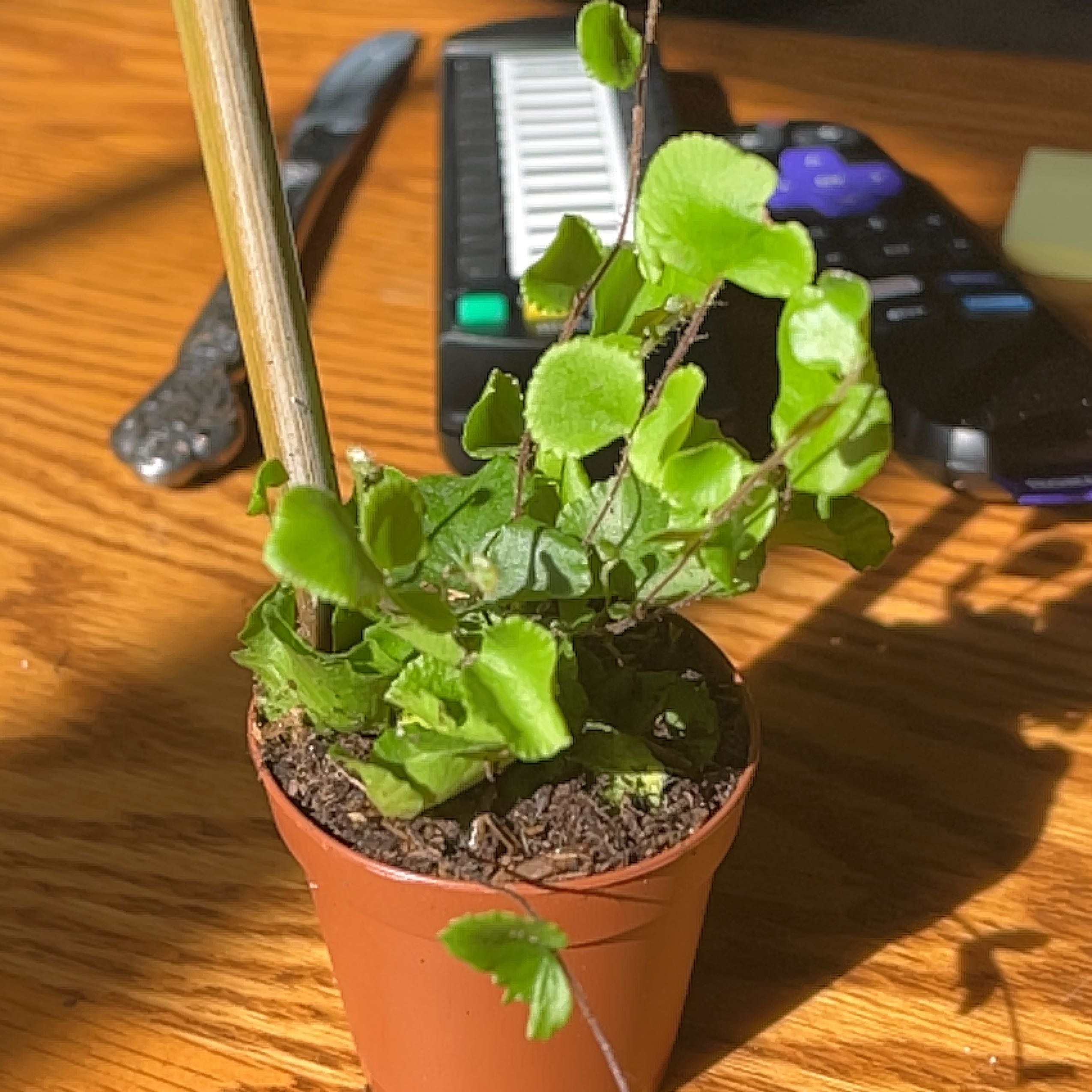 Potted California Maidenhair Fern with vibrant green leaves on a wooden surface.