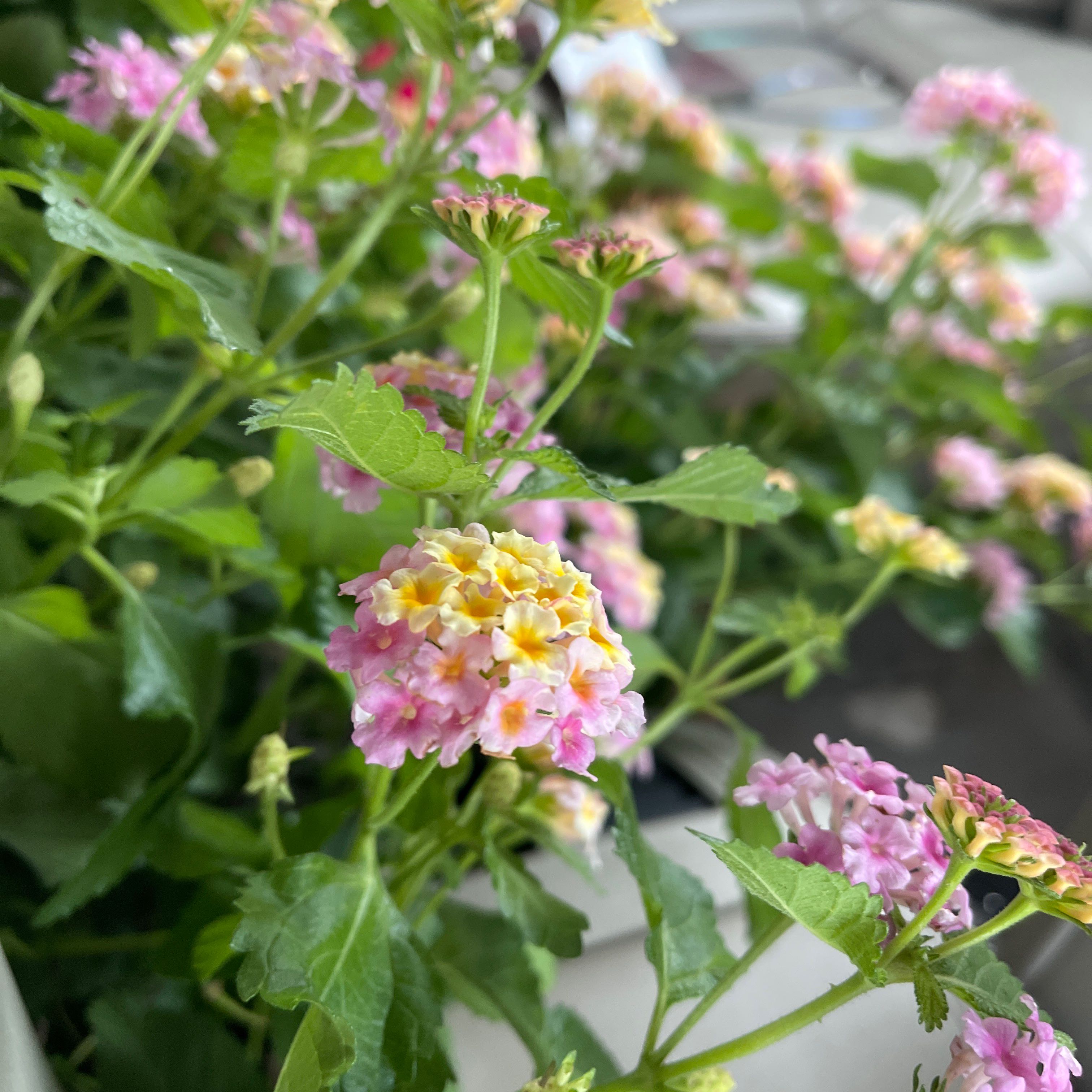 Photo of the plant species Irene Lantana by @ClearFanpalm named Lantana on Greg, the plant care app