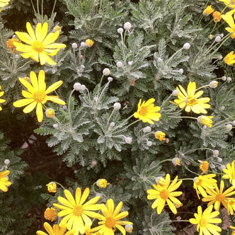 Photo of the plant species Golden daisy bush by @ExecPukatea named Daisy on Greg, the plant care app