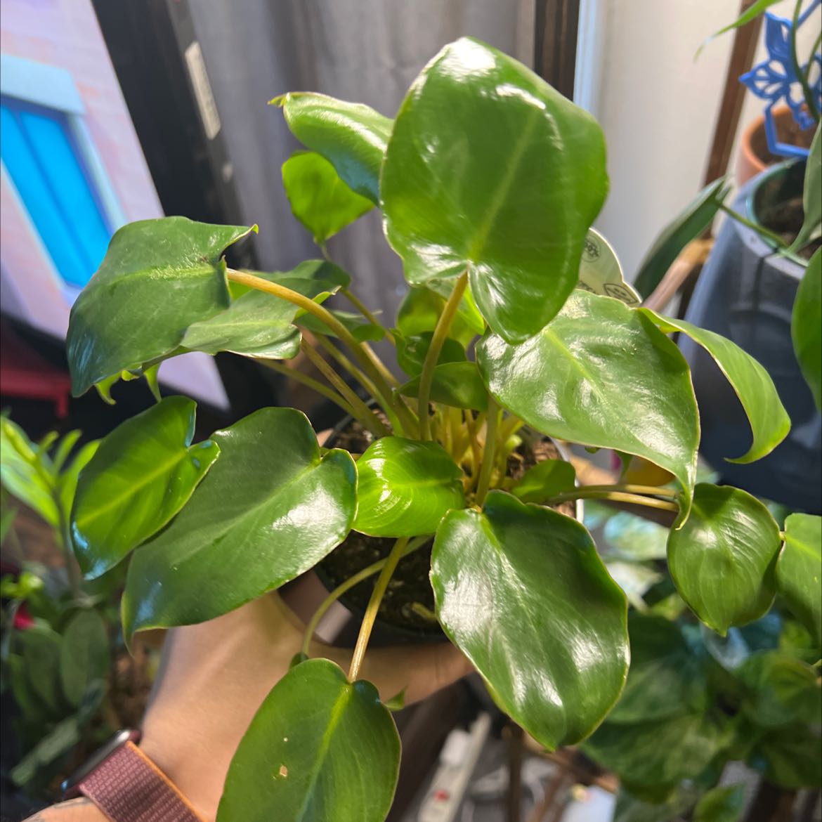 Philodendron Burle Marx plant with glossy green leaves held by a hand.