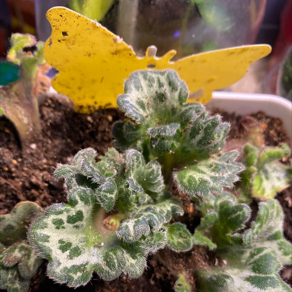 Photo of the plant species Loki Asian Violet by @MeditativeAlbo named Curly Sue on Greg, the plant care app