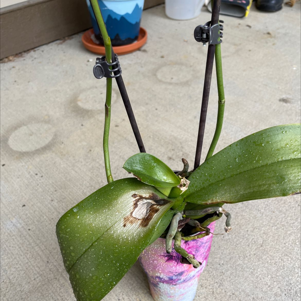 Potted Cockleshell Orchid with leaf damage and support stakes.