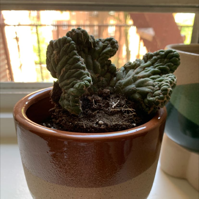 Photo of the plant species Snaked Cholla Crested Cactus by @amateurbotanist named Your plant on Greg, the plant care app