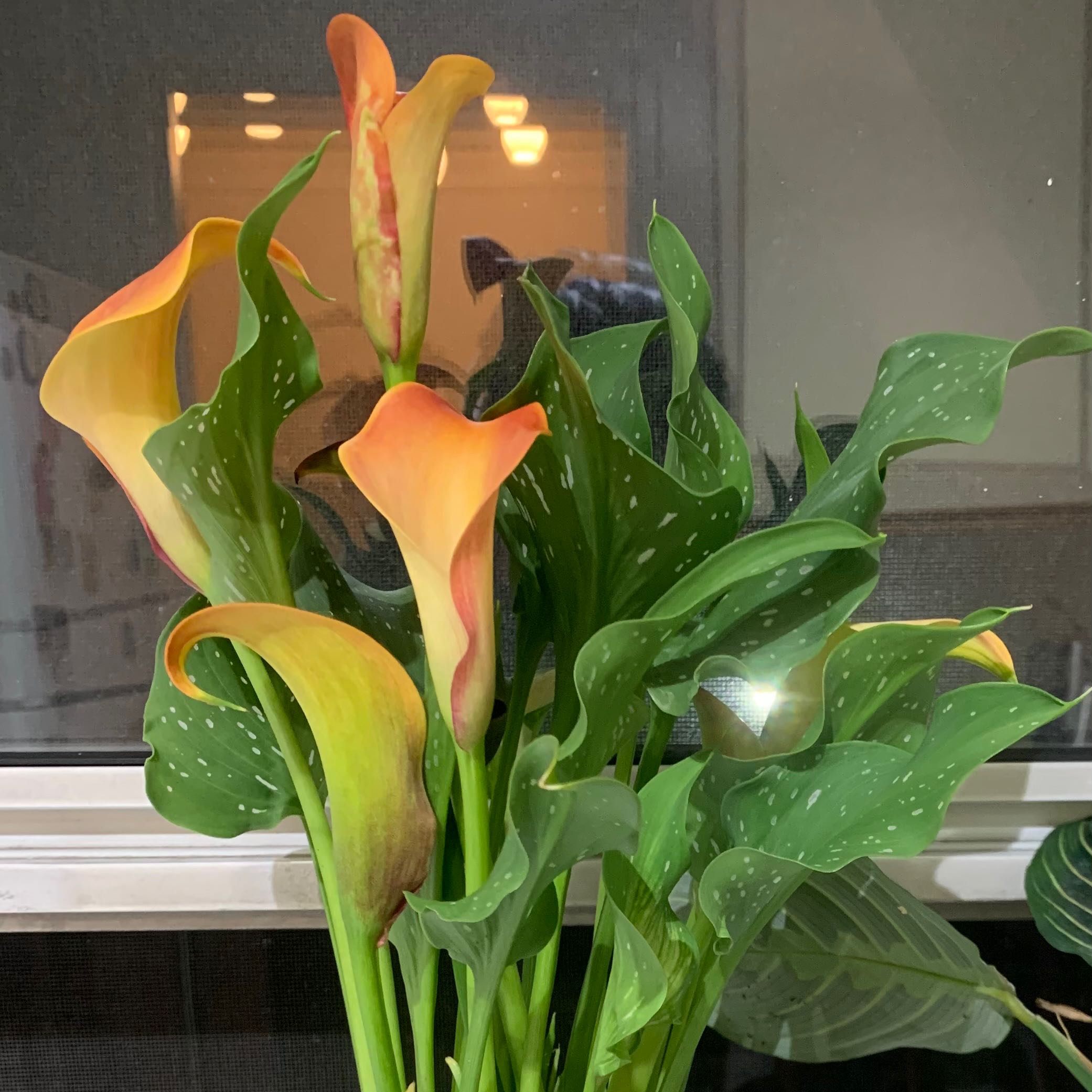 Spotted Calla Lily with vibrant green leaves and orange-yellow flowers.