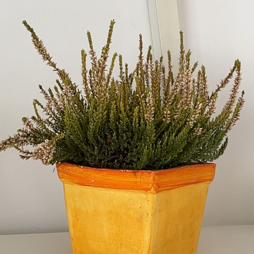 A healthy Heather plant in a yellow pot with no visible signs of disease.