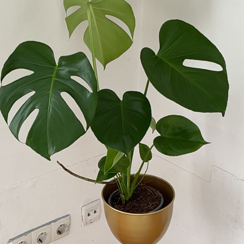 How Often Should You Water Monstera Deliciosa: Expert Tips