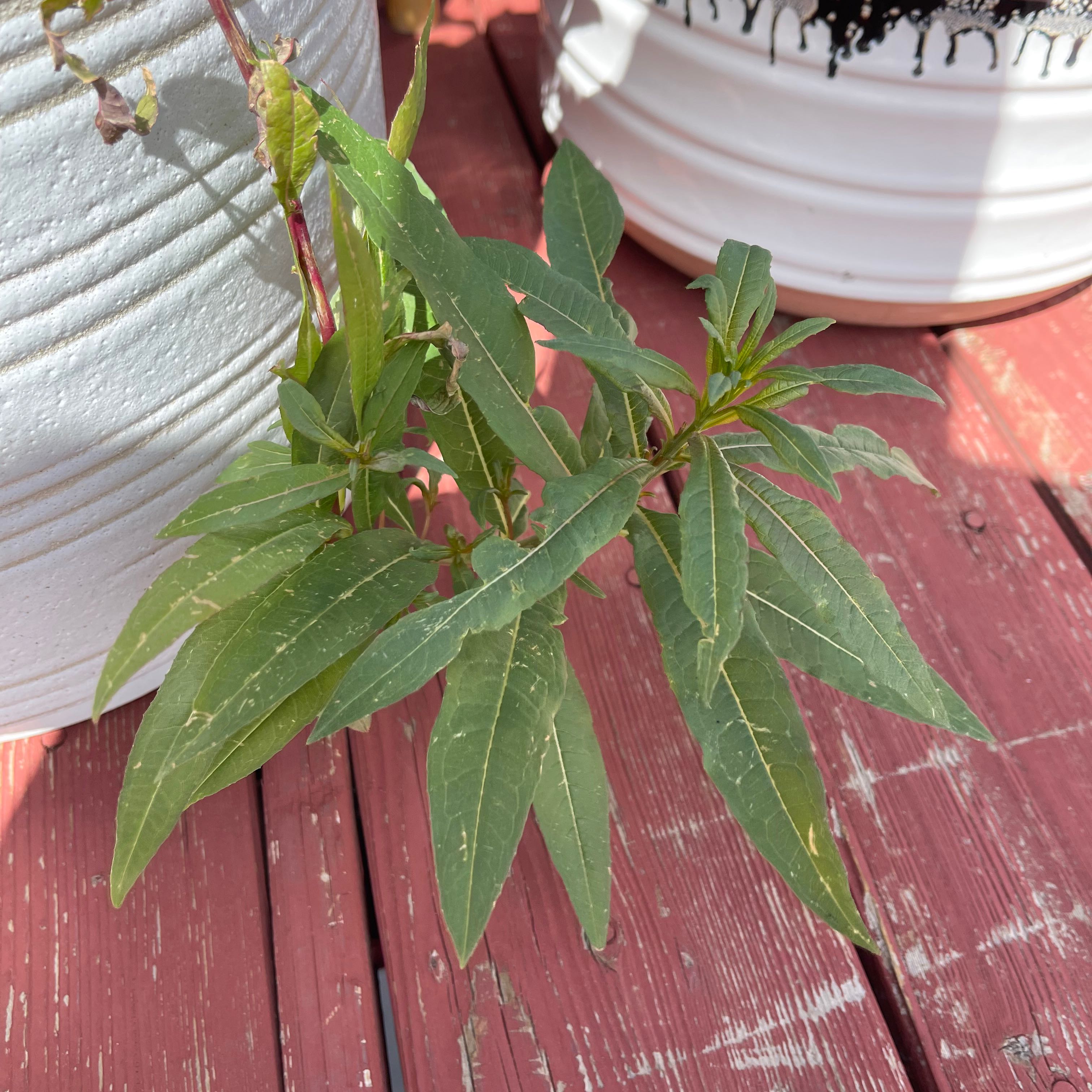 Photo of the plant species Flowering-willow by @HeirBushlily named ??? on Greg, the plant care app