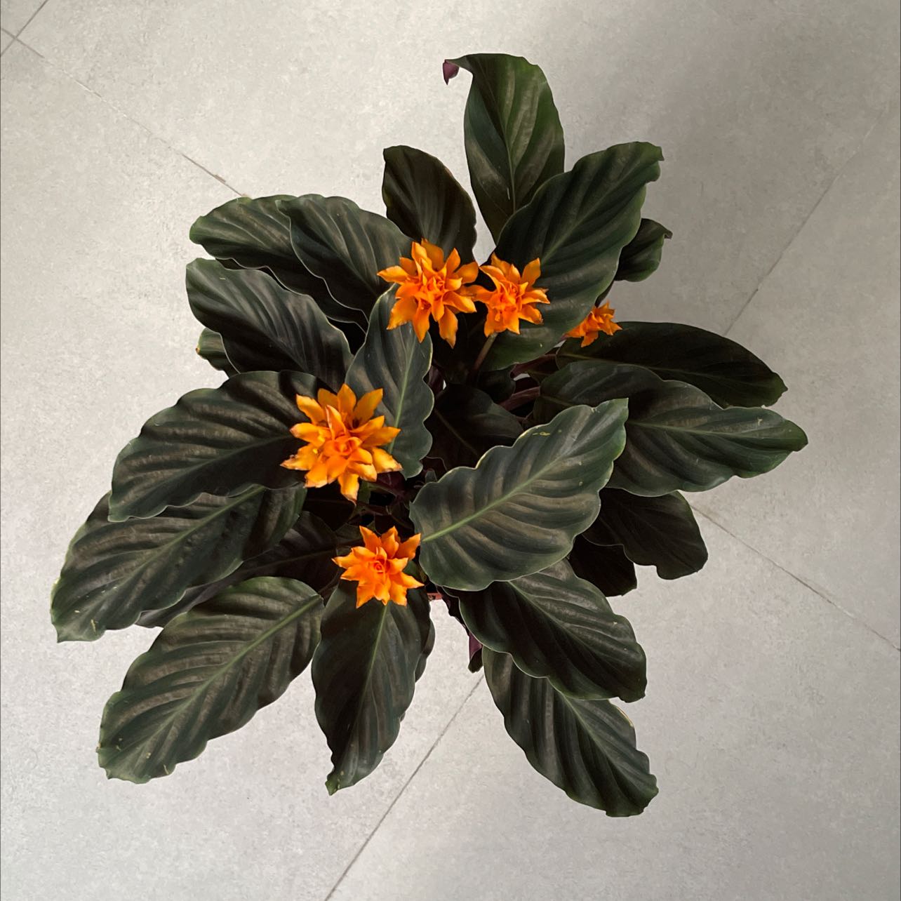 None uploaded to the Greg plant app by @ClubbyCoccoon