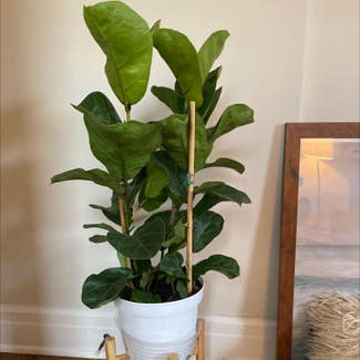 Fiddle Leaf Fig plant in Los Angeles, California