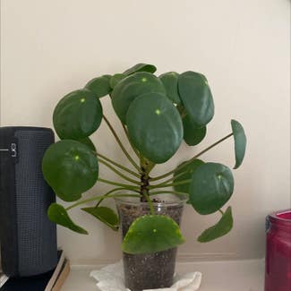 Chinese Money Plant plant in Los Angeles, California