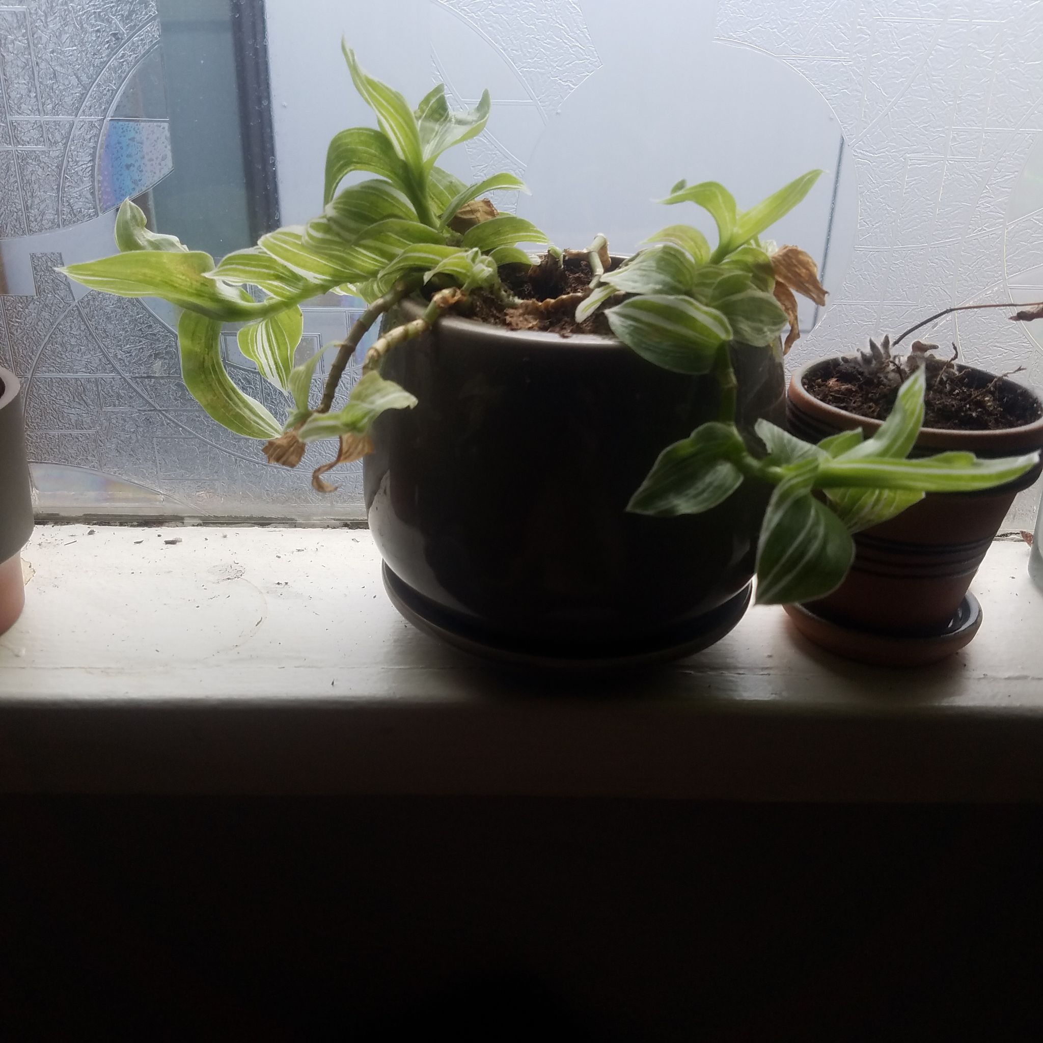 Tradescantia 'Yellow Zebra' plant in a pot on a windowsill with some yellowing and browning leaves.