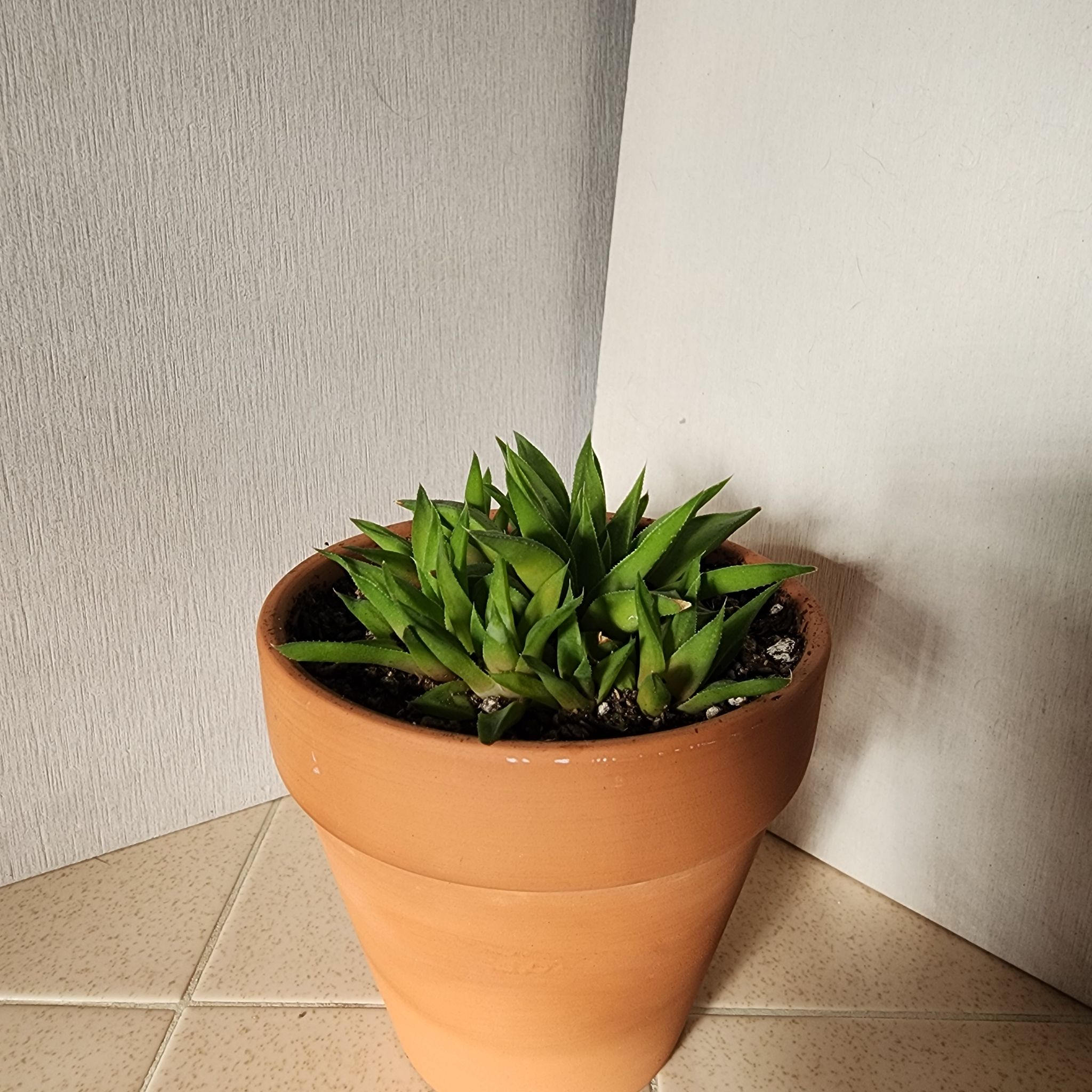 Photo of the plant species Haworthia angustifolia 'Baylissii' by @BravePinkpoui named Gomez on Greg, the plant care app