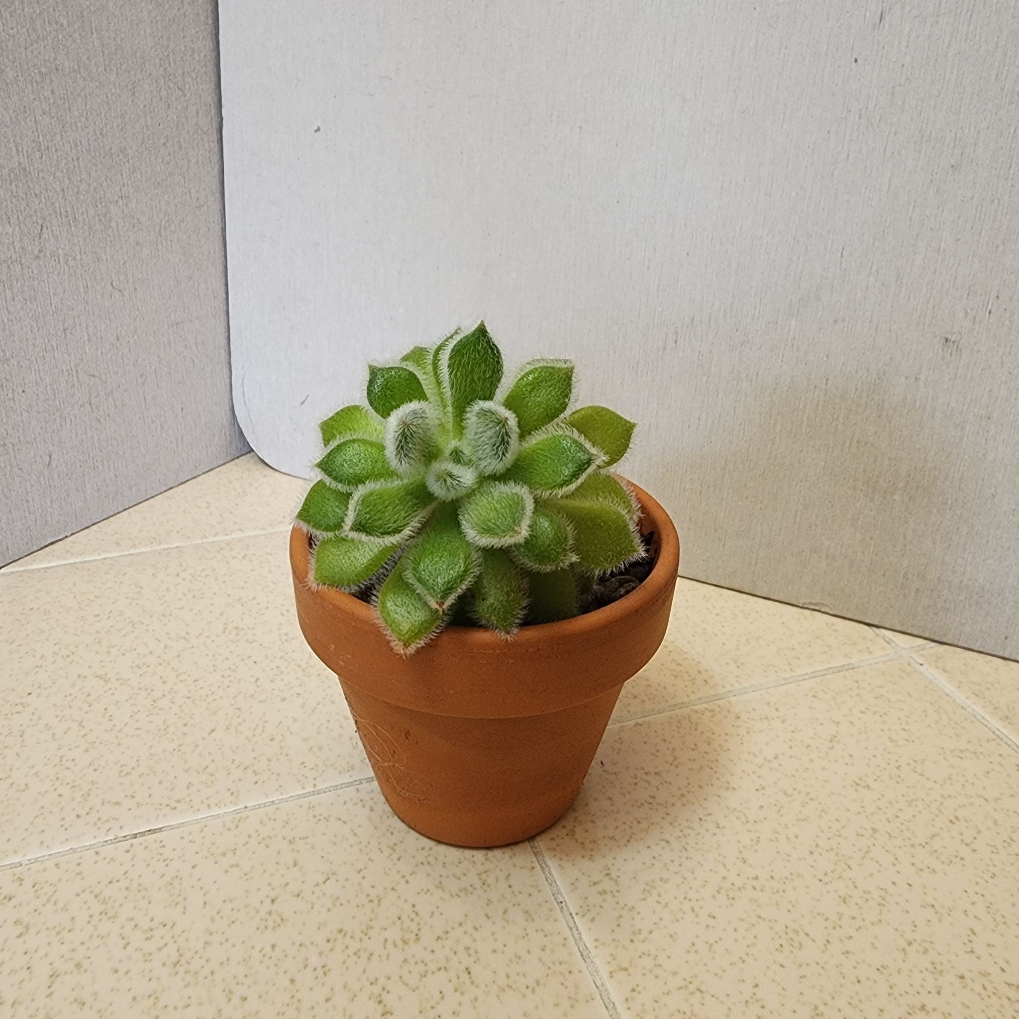 Photo of the plant species Crested Frosty Echeveria by @BravePinkpoui named Esperanza on Greg, the plant care app