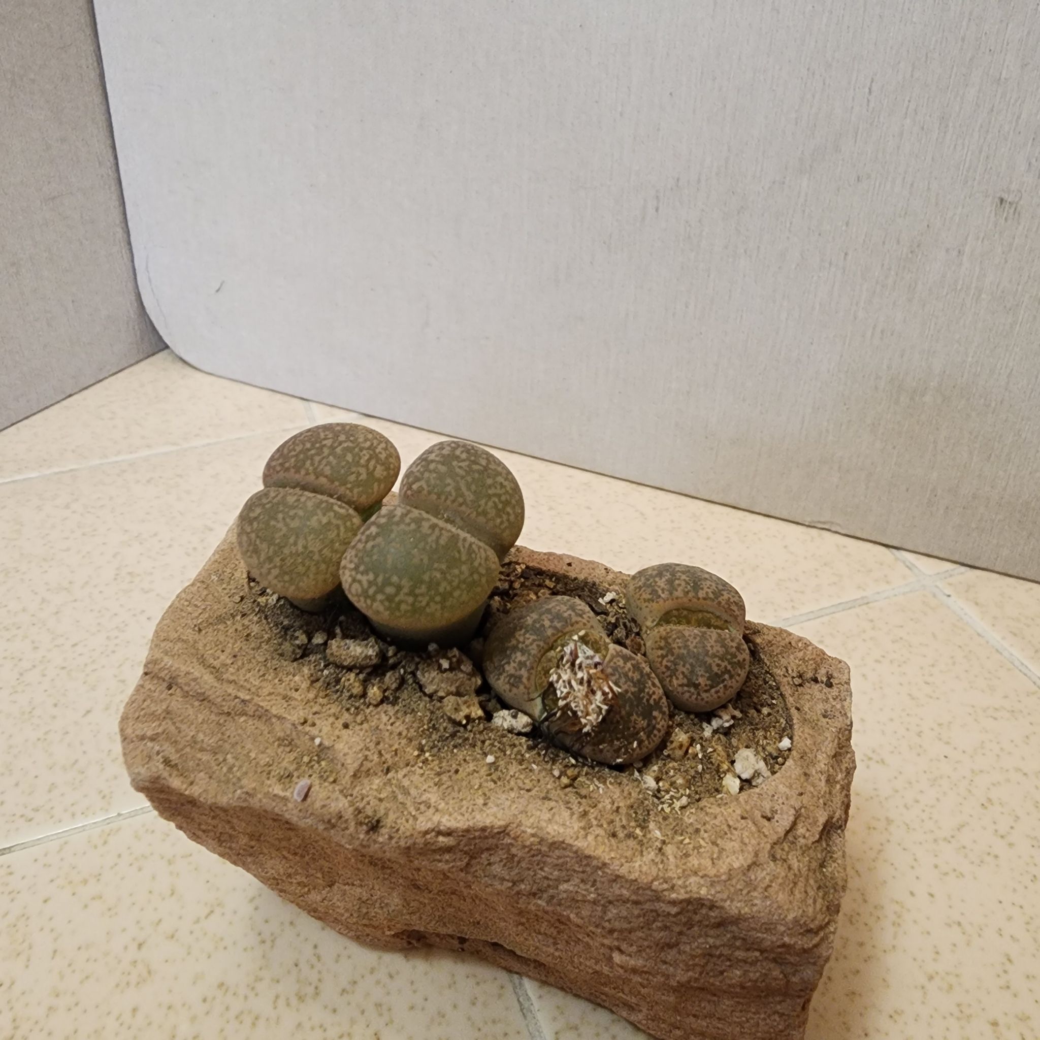 Photo of the plant species Living Stone by @BravePinkpoui named Petronelle and Petruschka on Greg, the plant care app