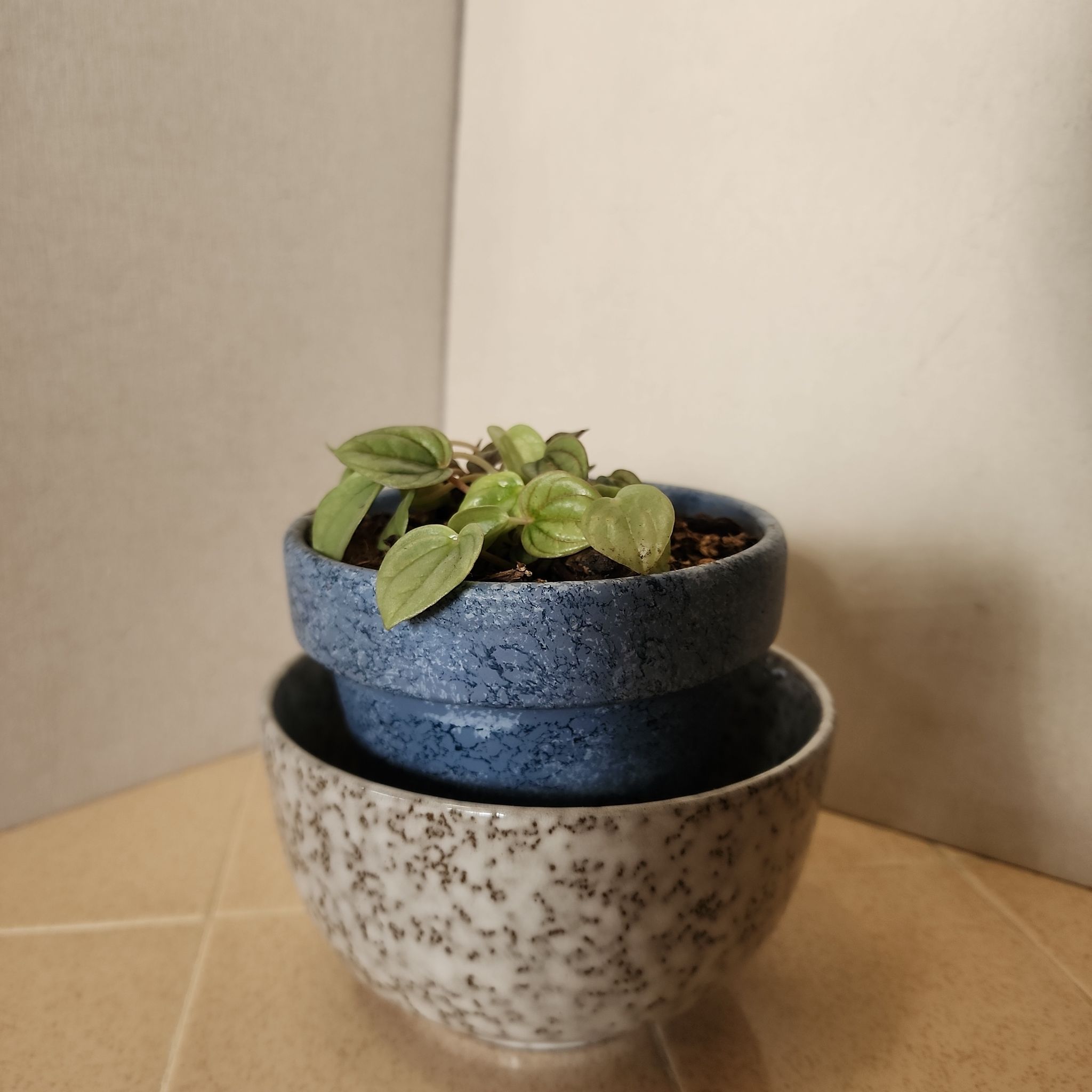 Pepita