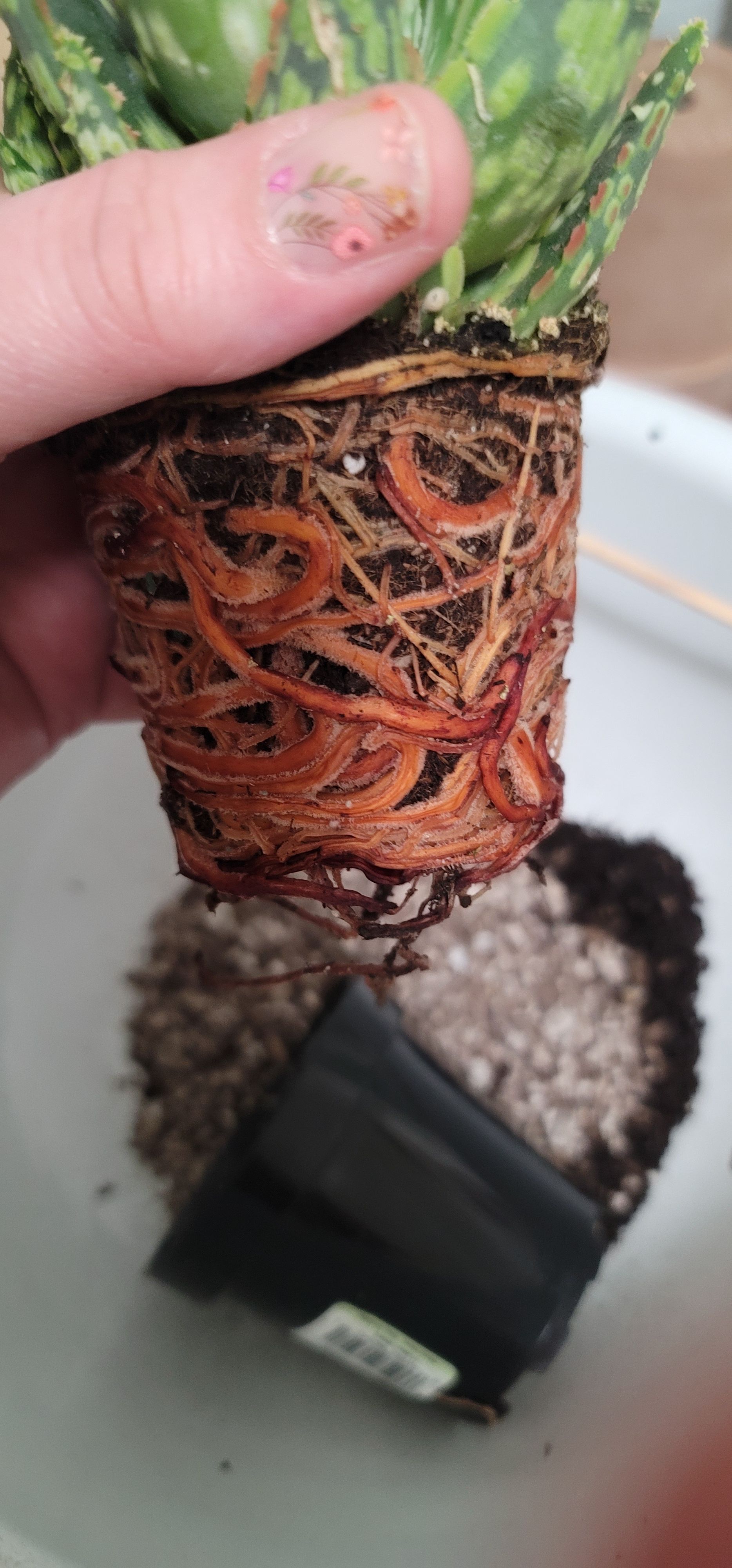 Photo from the post